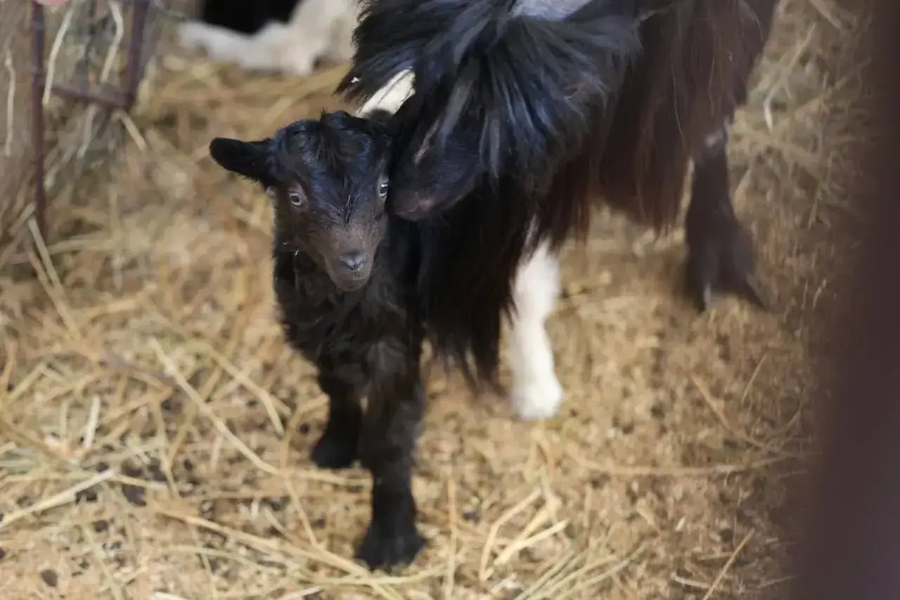 В Казанском зооботсаду родились детеныши валлийских коз