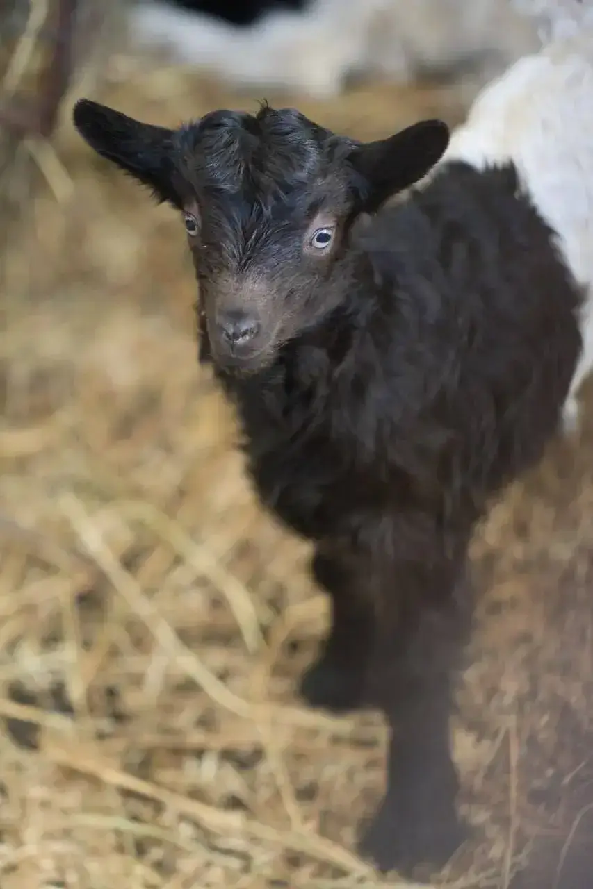 В Казанском зооботсаду родились детеныши валлийских коз