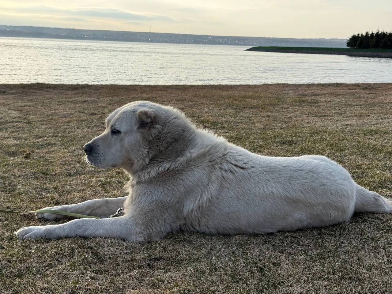 Рустам Минниханов процитировал песню «Су буйлап», показав свой вечер у Волги