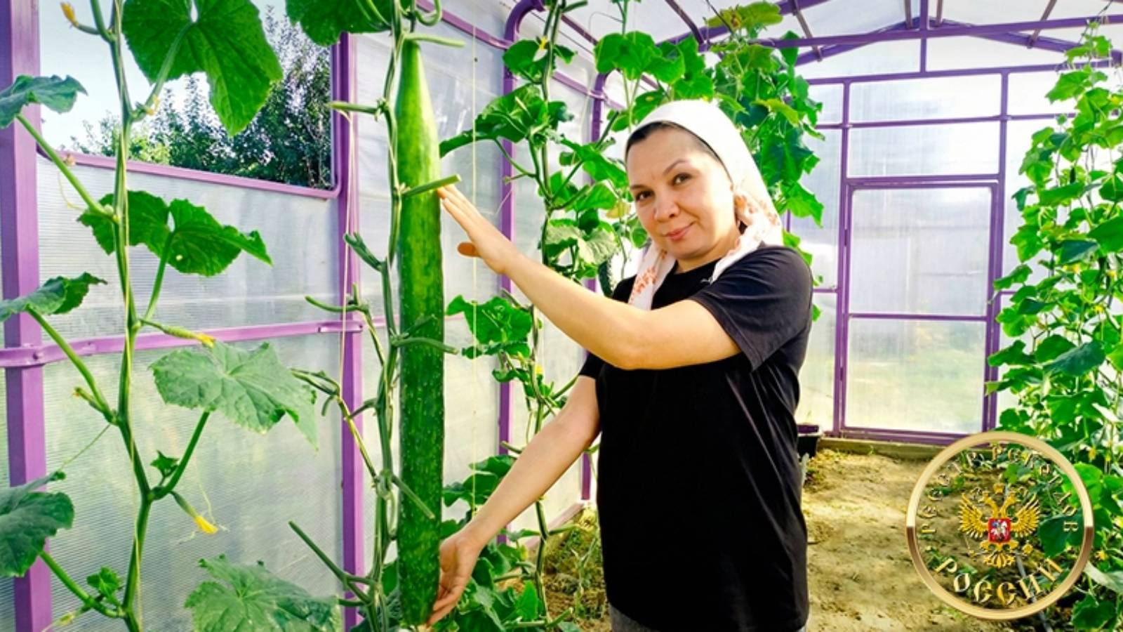 Официально: в Татарстане выращен самый длинный огурец России