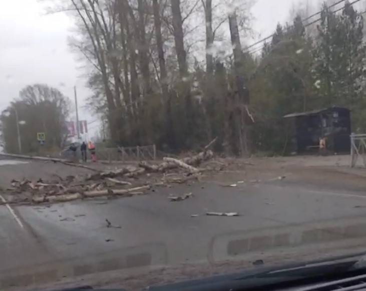 В Альметьевске штормовой ветер повалил деревья, два микрорайона остались без электричества