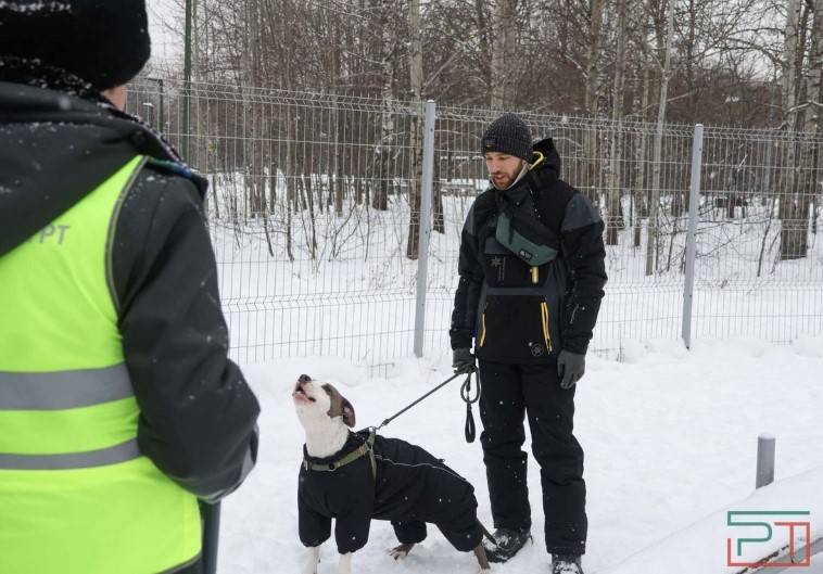 В Татарстане утвердили новые требования к приютам для животных