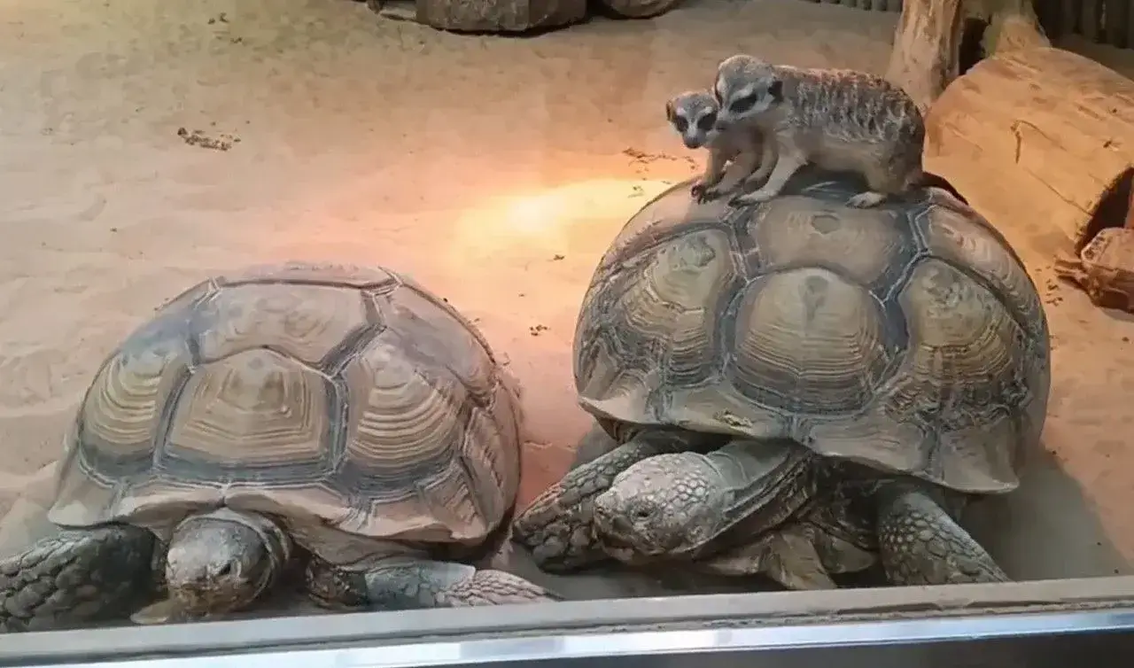 Сурикаты в казанском зоопарке оседлали черепаху – видео