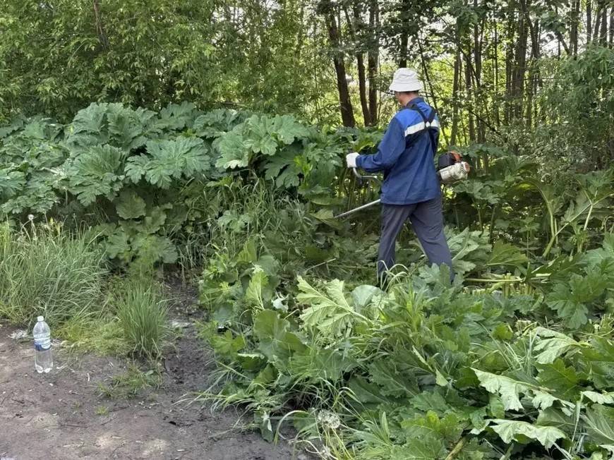В поселках Казани обработают почти 350 га территории от борщевика Сосновского