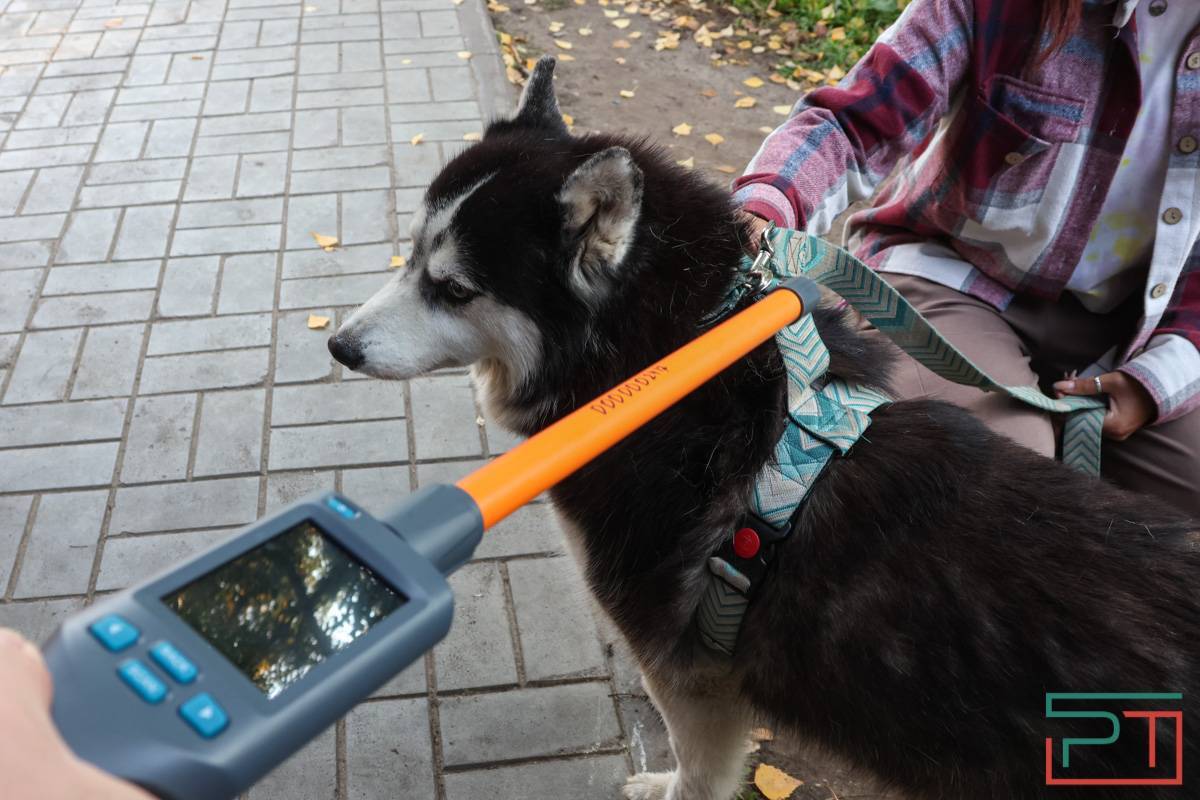 Рейд по выявлению нечипированных собак прошел в Казани