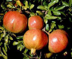 information_items_1348656008