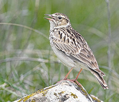 information_items_70329