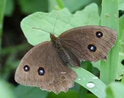 information_items_10110982