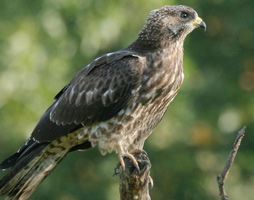 information_items_10111408