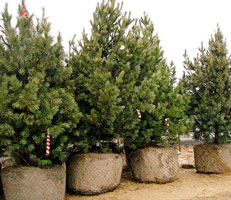 information_items_10111667