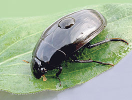 information_items_10111896