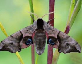 information_items_10119347