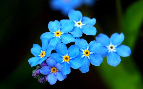 Незабудки_fotki.yandex.ru_