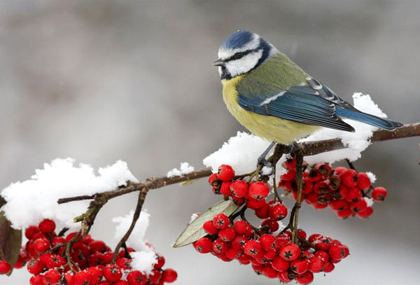 Синица_nastol.com.ua