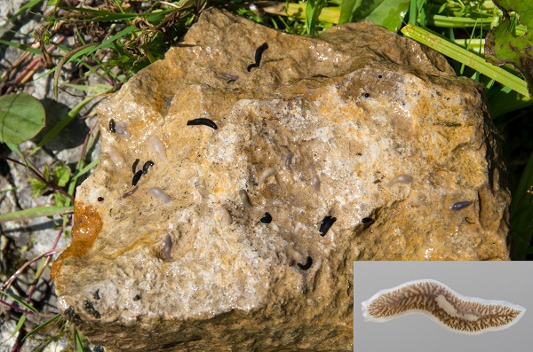 Планария фото №2 Сергая Бердника