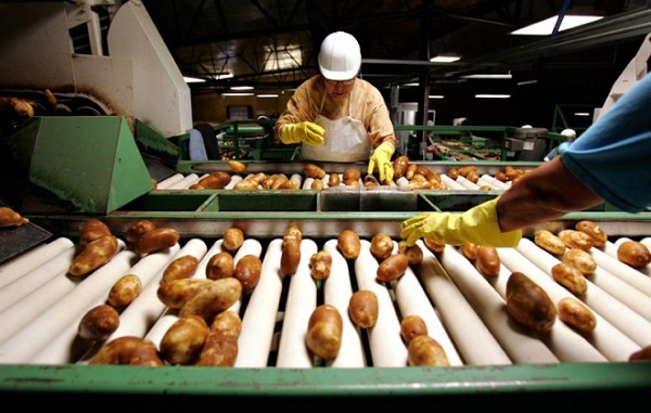 Xavier Mascareñas/The Daily Times; Helen Moore, with Navajo Agricultural Products Industry, sorts and grades potatoes Sept. 11, 2009, at the potato processing plant. She tosses potatoes into the bins in front of her, often sorting different types simultaneously in one drop.