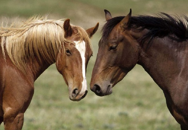 10-faktov-o-loshadjah-animalreader.ru-002