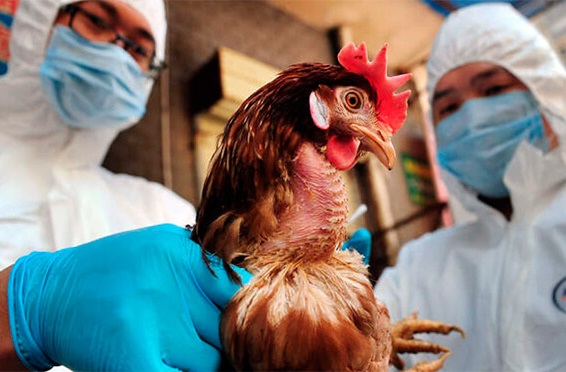 Птичий грипп_antiangina.ru_