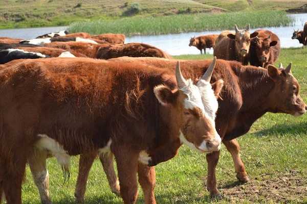 skotovodstvo_1421978027_uubcifve