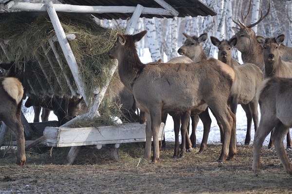 Картина дня_марал_bnews.kz