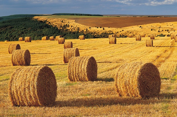 ws_Harvest_Field_Hay_Bales_Forest_1920x1200
