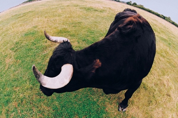 V-Yasnogorskom-rayone-razyarenn