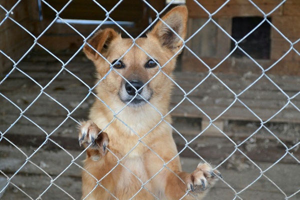 фото кот и пес3