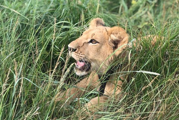 Картина дня_львенок_prokazan.ru_