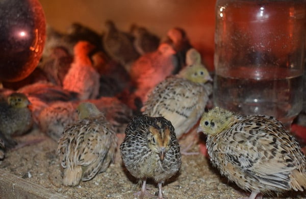 Перепёлочный бизнес