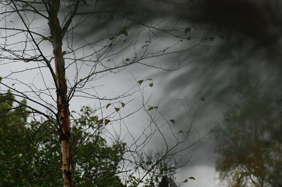 В-Нижнекамске-упавшее-от-сильного-ветра-дерево-насмерть-придавило-мужчину