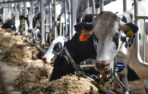 надои молока