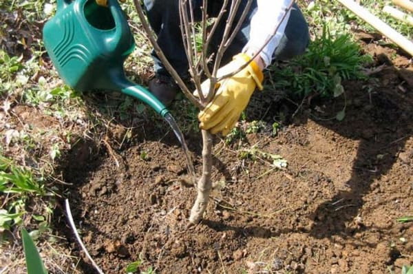 саженцы-яблони