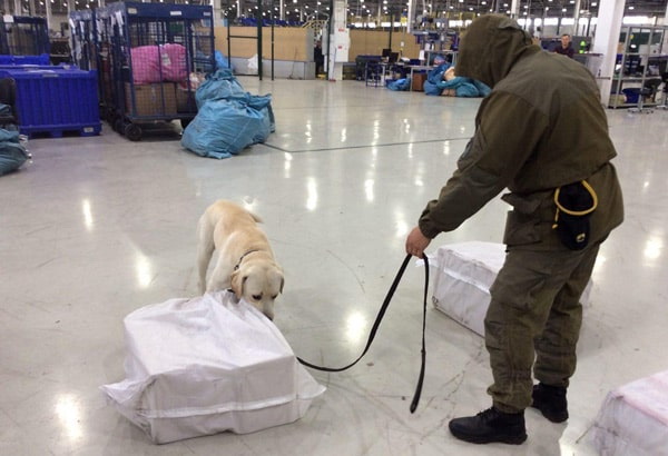 служебная собака