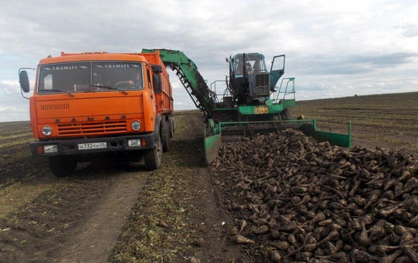 уборка сахарной свеклы