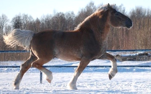 коневодство