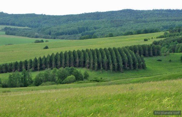 лесопосадка