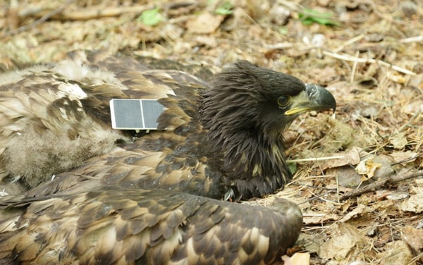 орлан-белохвост-в передатчиком