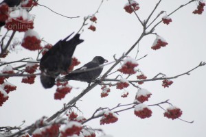 photo_2018-11-26_19-03-21