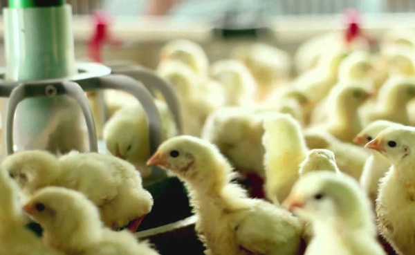 птицефабрика