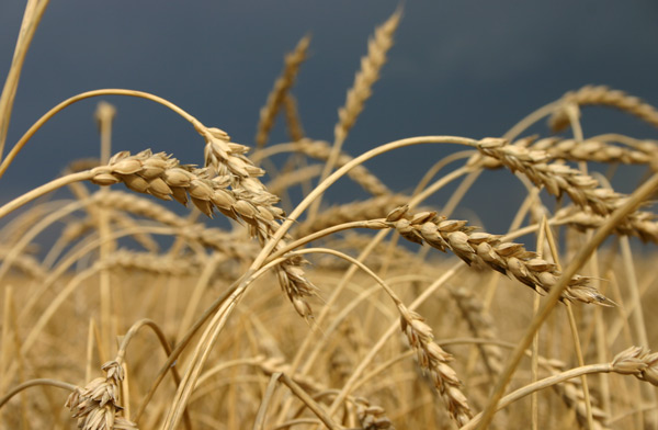 семеноводческое-хозяйство