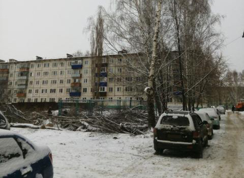 вырубка-деревьев