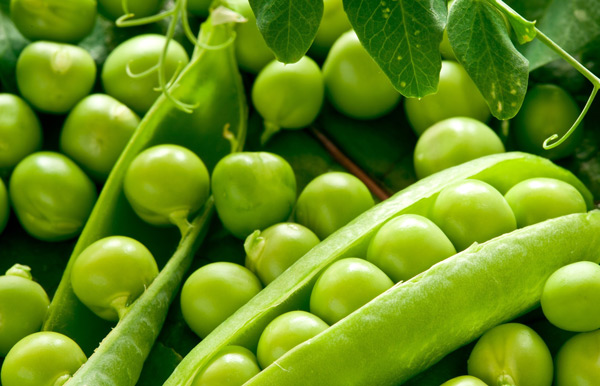 Специалисты ТатНИИСХ создали сорт гороха с высоким содержанием белка