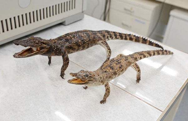 чучела-крокодилов