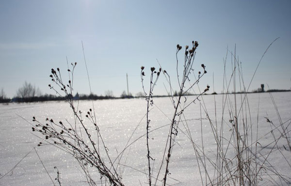 зимовка-растений