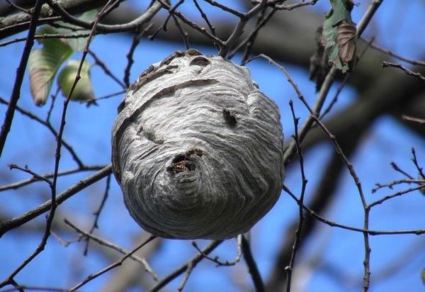 осиное-гнездо