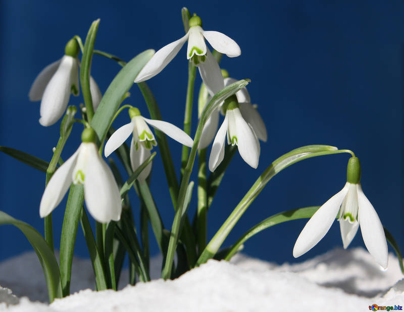 Free picture (Screensaver spring) from https://torange.biz/screensaver-spring-38322