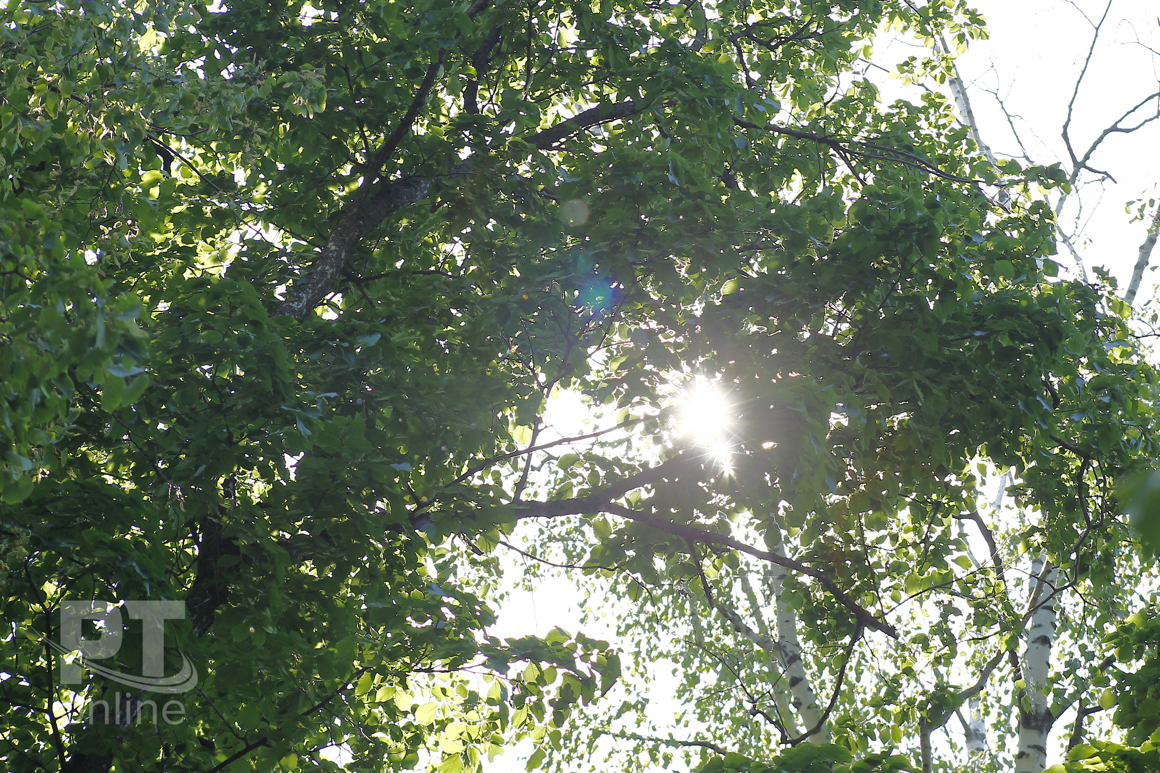 лето погода