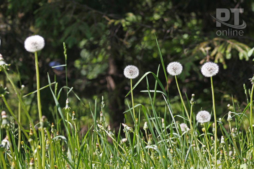 одуванчики