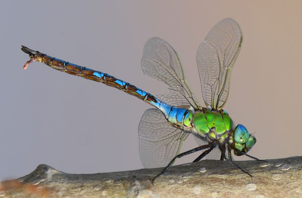 Дозорщик-император2