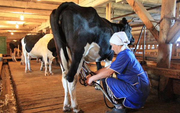 надои-молока